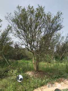 高度350厘米果石榴