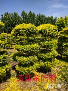 造型金叶榆