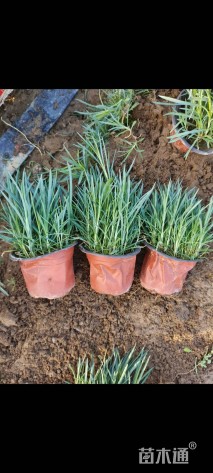 高度15厘米地被石竹