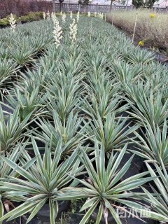 高度30厘米金边凤尾兰