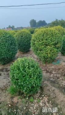 冠幅180厘米金叶女贞球