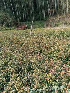 高度50厘米杜英小苗