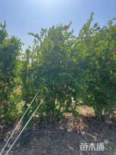 高度250厘米牡丹石榴