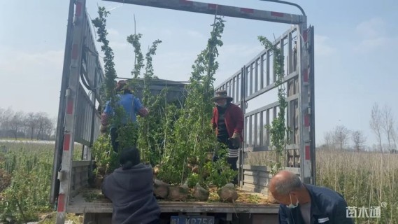 150厘米藤本月季