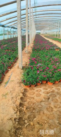 高度35厘米荷兰菊