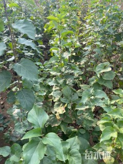 高度60厘米丁香