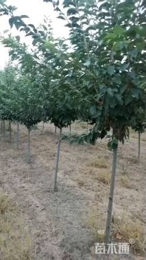 9公分染井吉野樱