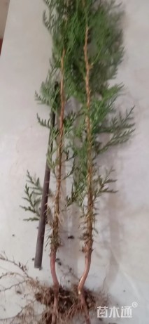 高度30厘米侧柏