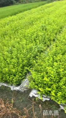 高度30厘米金禾女贞