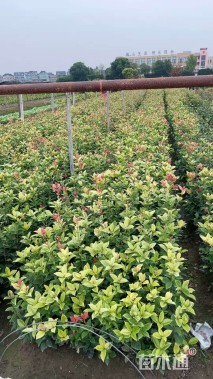 高度45厘米四季桂小苗