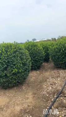 冠幅180厘米卫矛球