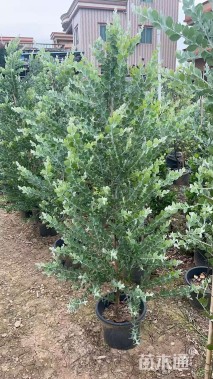 高度120厘米银叶金合欢