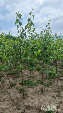 高度150厘米白桦小苗