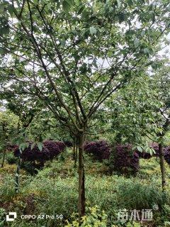 8公分福建山樱花