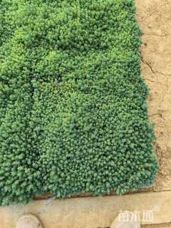 高度10厘米中华景天