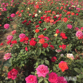 高度30厘米大花月季