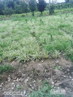 高度20厘米金边阔叶麦冬