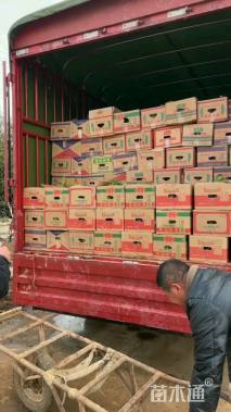 高度50厘米木绣球