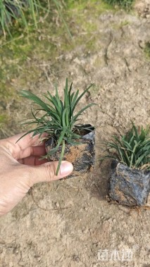 高度12厘米玉龙草