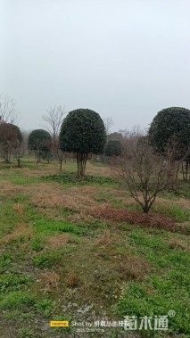 高度400厘米丛生桂花