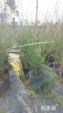 高度40厘米粉黛乱子草