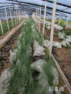 高度54厘米细叶芒