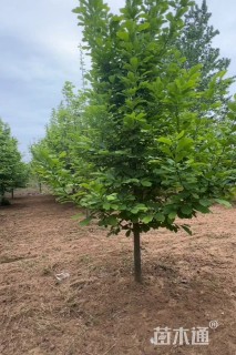 20公分二乔玉兰