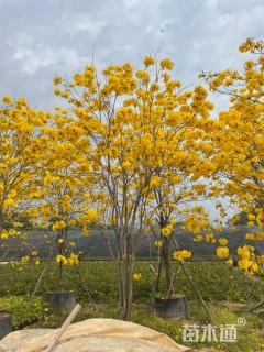 15公分黄花风铃木