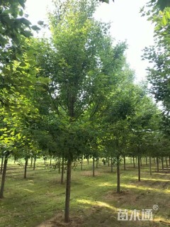 11公分美国红枫