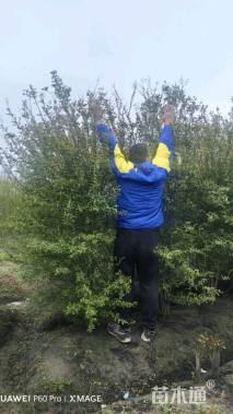 高度180厘米花石榴