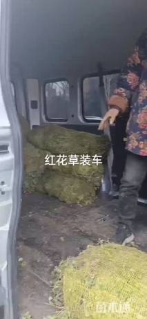 高度8厘米玉龙草