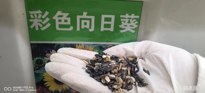向日葵种子