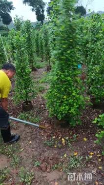 高度160厘米火山榕