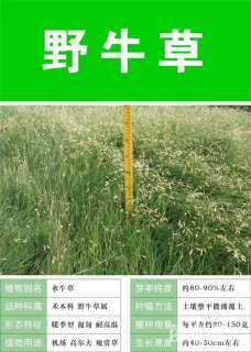野牛草