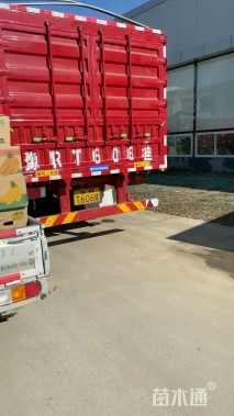 高度50厘米一叶兰