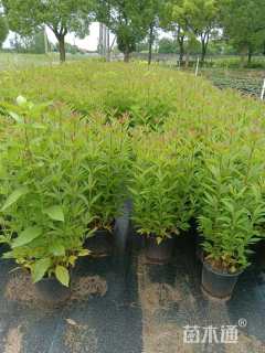 高度30厘米假龙头