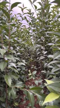 高度50厘米大叶女贞小苗