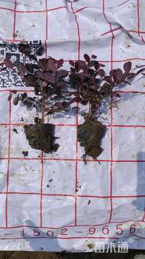 高度18厘米红花继木小苗