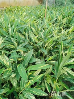 高度90厘米花叶良姜