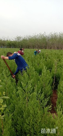 高度100厘米河南桧