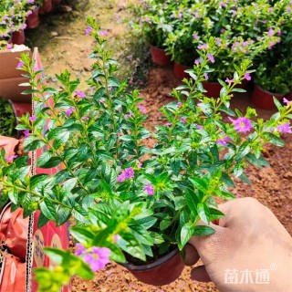 高度40厘米萼距花