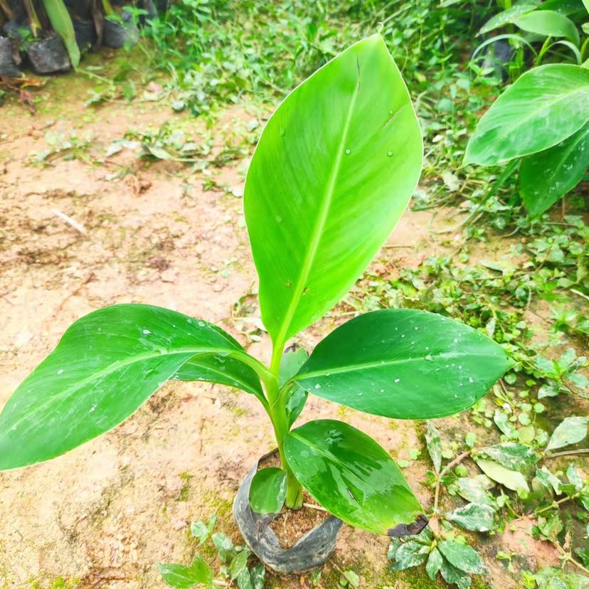 高度30厘米芭蕉