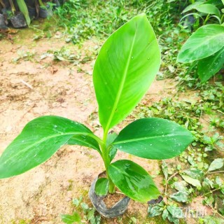 高度30厘米芭蕉