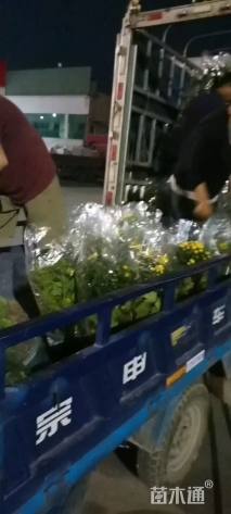 高度10厘米黄金菊