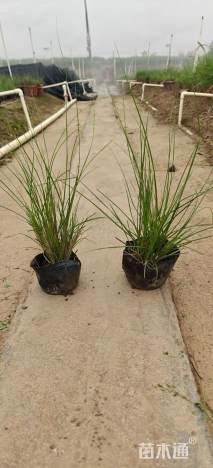 高度30厘米金红羽狼尾草