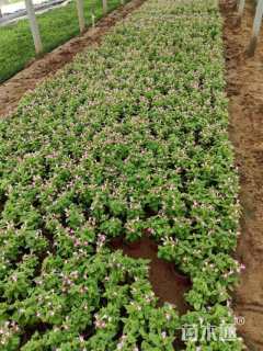 高度20厘米夏堇