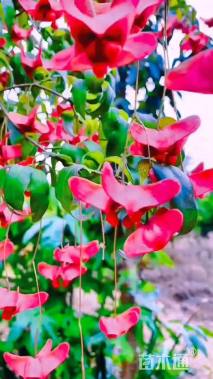 高度150厘米嫁接陕西卫矛