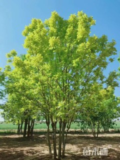 10公分金叶白蜡