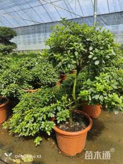 高度60厘米西洋杜鹃