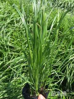 高度25厘米狼尾草